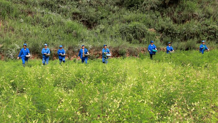 黄芪占半壁江山榆林中药材种植面积达488万亩我县种植面积最大规模最