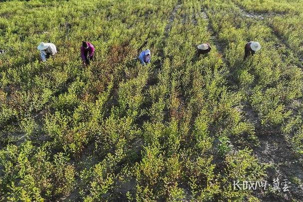 近年来,河北省迁西县农民充分利用山地多的资源优势,发展中药材种植